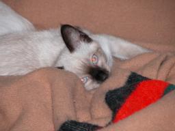 kittens - 071007 03